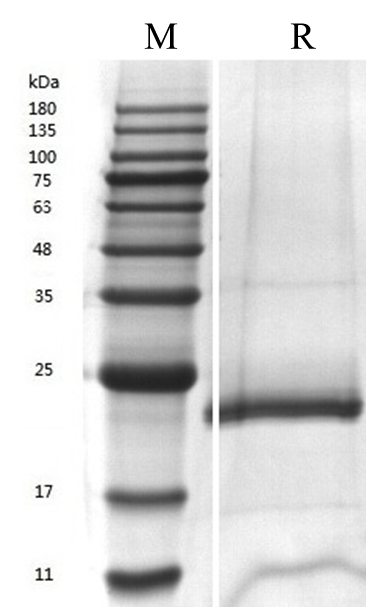 البروتين IL-6 البشري (Cho) _ 90260es
