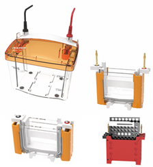 PET 4&Blot Vertical electrophoresis transfer cell（1.5mm） _ 80243ES