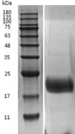 Human IL-4 Protein (CHO) _ 90259ES
