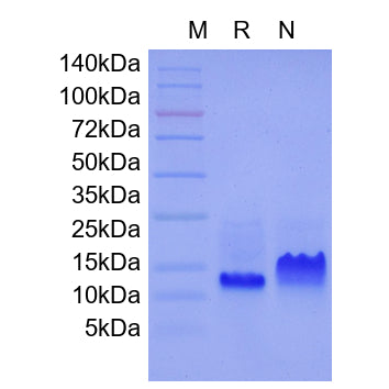 Rekombinante Ratten-Heparin-bindende EGF-ähnliche Wachstumsfaktor (Ratten HB-EGF) _ 92706es