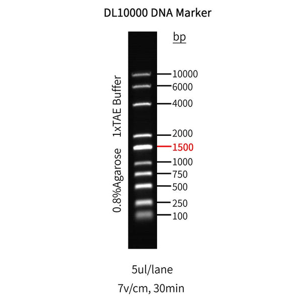 DL10,000 DNA Marker