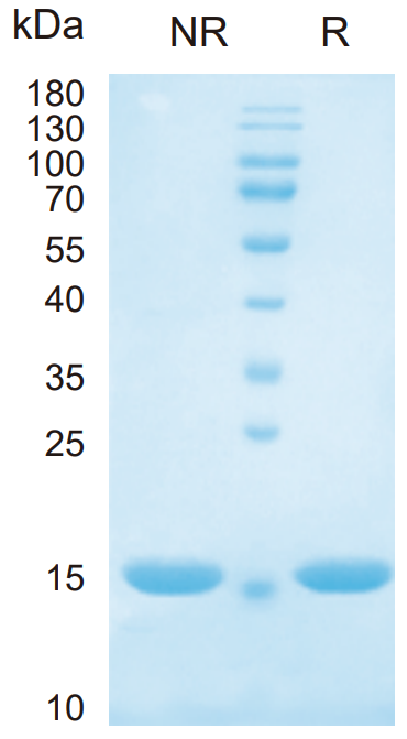 Recombinant Human IL-1α Protein (HEK293) _ 90278ES