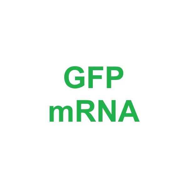 CleanRNA™ eGFP-mRNA（低dsRNA）_ N120012