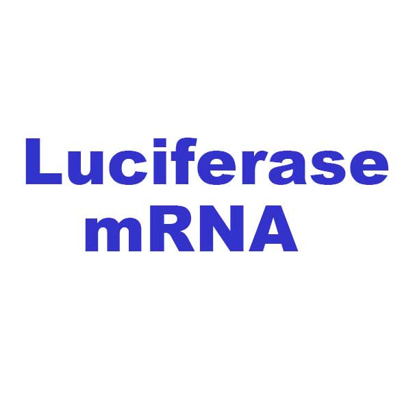 CleanRNA ™ Firefly Luciferase-MRNA (niedrige dsRNA) _ N120011