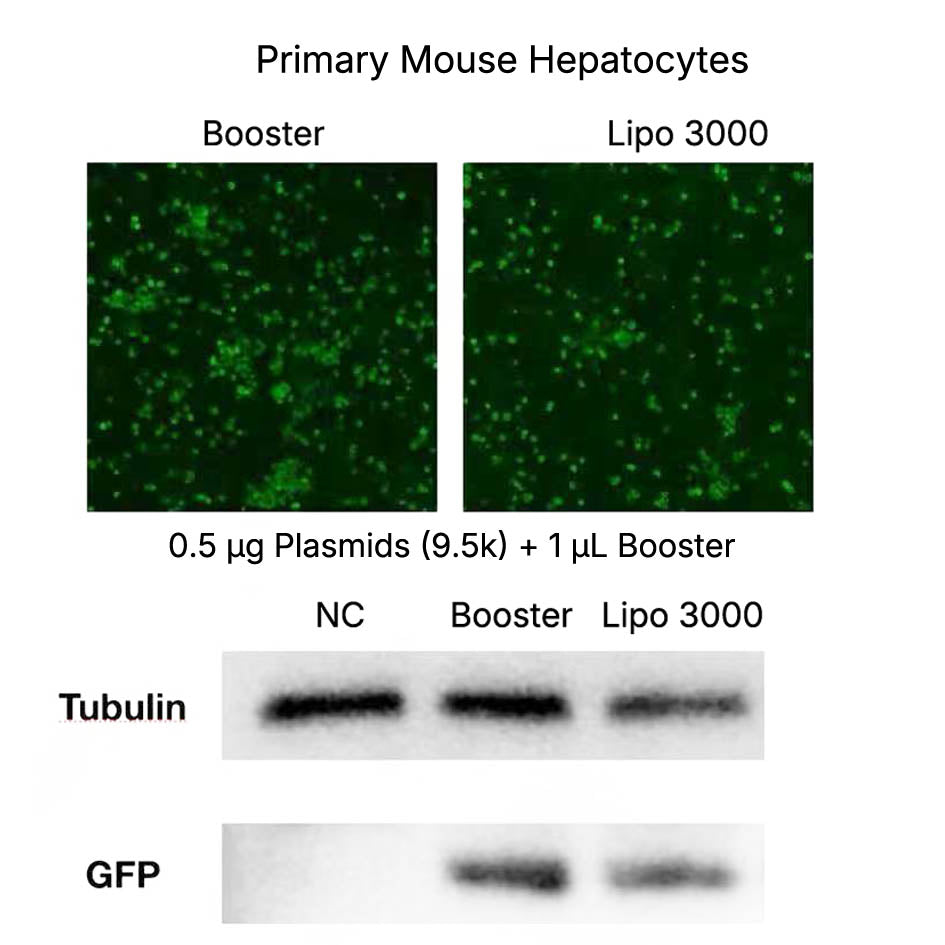 Hieff Trans™ Booster DNA/RNA Transfection Reagent _ 40801ES