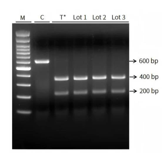 AAPCAS12B NUCLEASE (10 μm) _ 14808ES