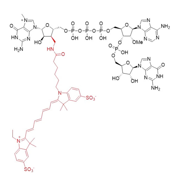 口腔微生物学 SRP実習用顎模型 [P15FE-MINT.1]｜株式会社ニッシン｜歯科模型