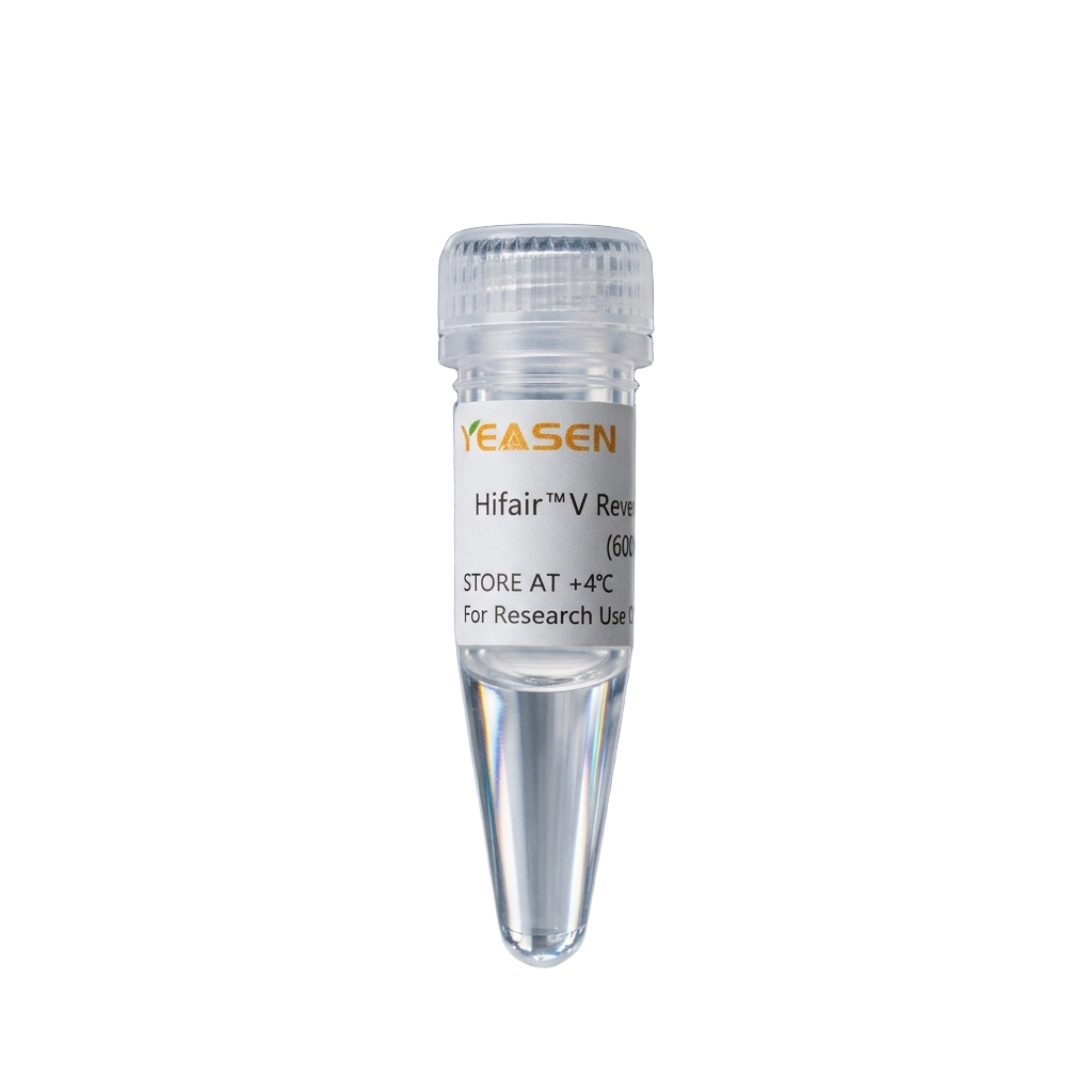 HIFAIR ™ V Ters Transkriptaz (600U/μl, Gliserol içermeyen) -11301es