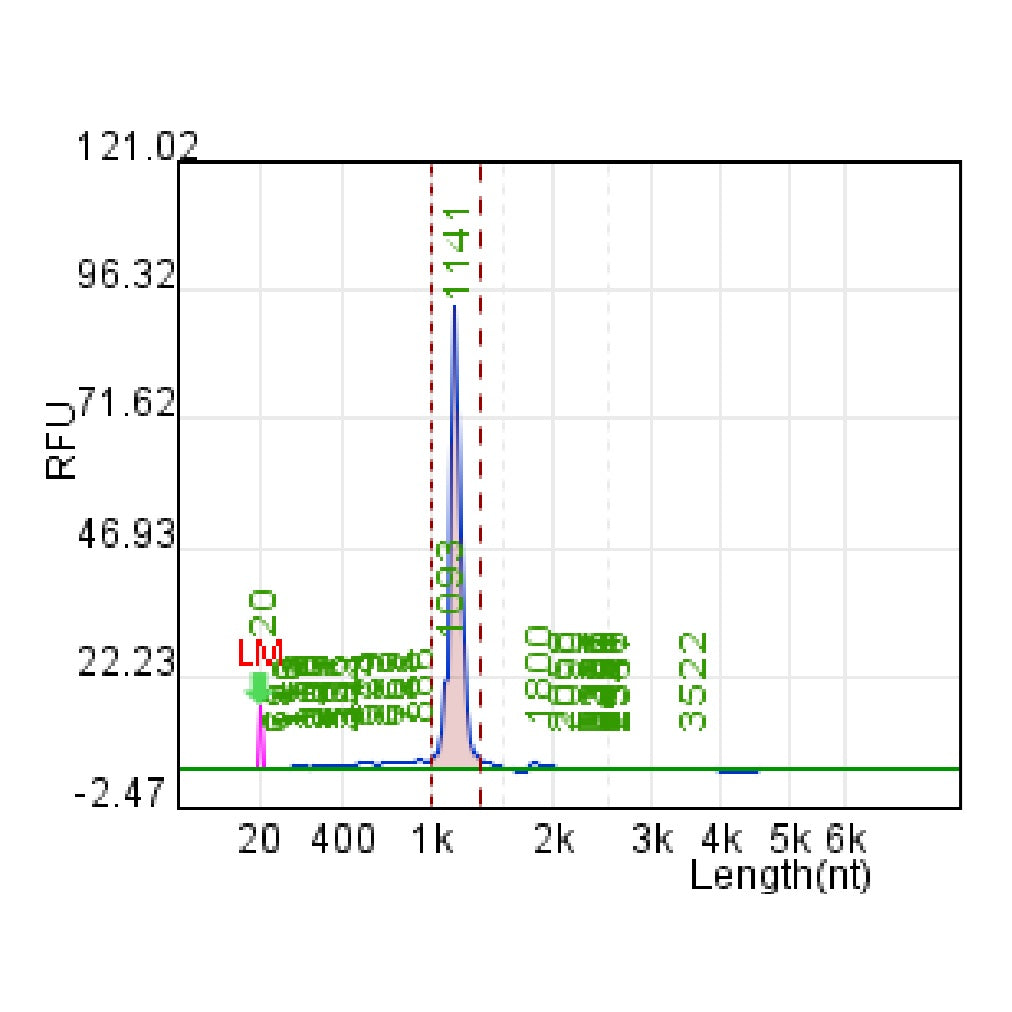 CleanRNA ™ EGFP-mRNA (LAV DSRNA) _ N120012
