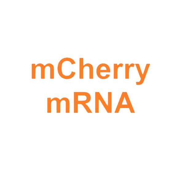 CleanRNA™ eGFP-mRNA（低dsRNA）_ N120012