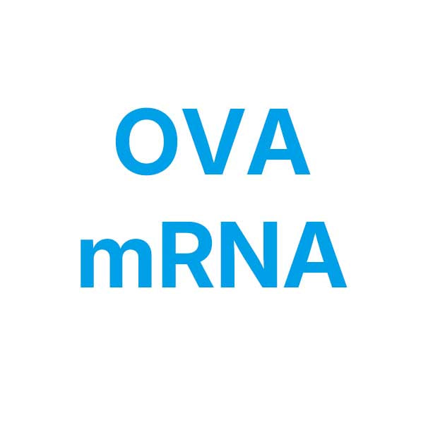 CleanRNA™ eGFP-mRNA（低dsRNA）_ N120012