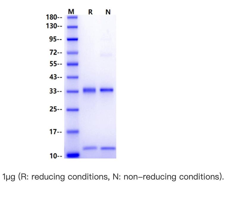 Cynomolgus/Rhesus Macaque Protein, его тег