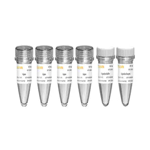 Ngs Fastplex Reagents Fast-Pace DNA Cyclization Kit for MGI